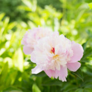 Peony in Chinese Poetry